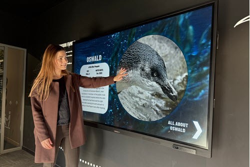 Ambassador Club Adult