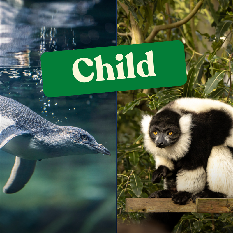Wild & Ice Child Annual Membership