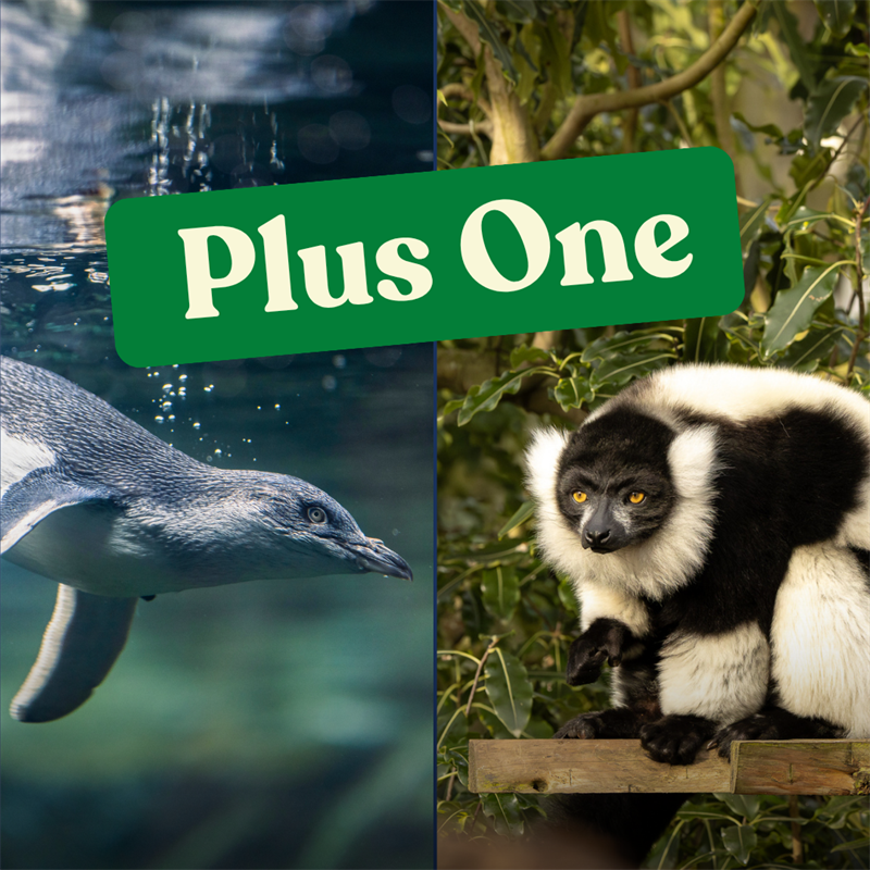 Wild & Ice PlusOne Annual Membership