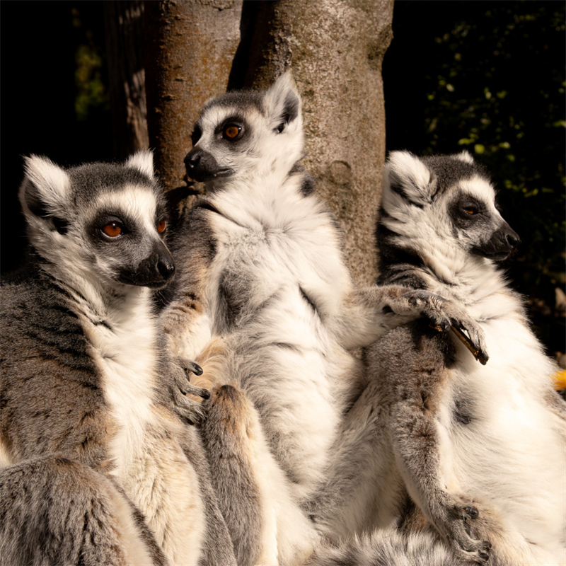 Child Lemur Encounter