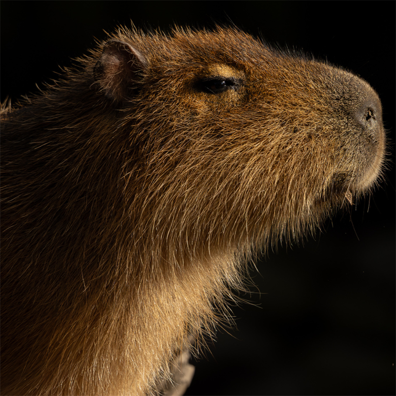 Adult Capybara Encounter